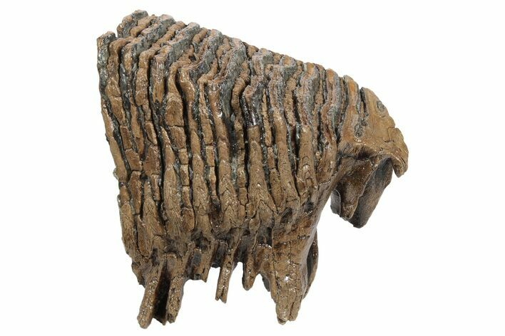 Partial Woolly Mammoth Fossil Molar - Poland #235271
